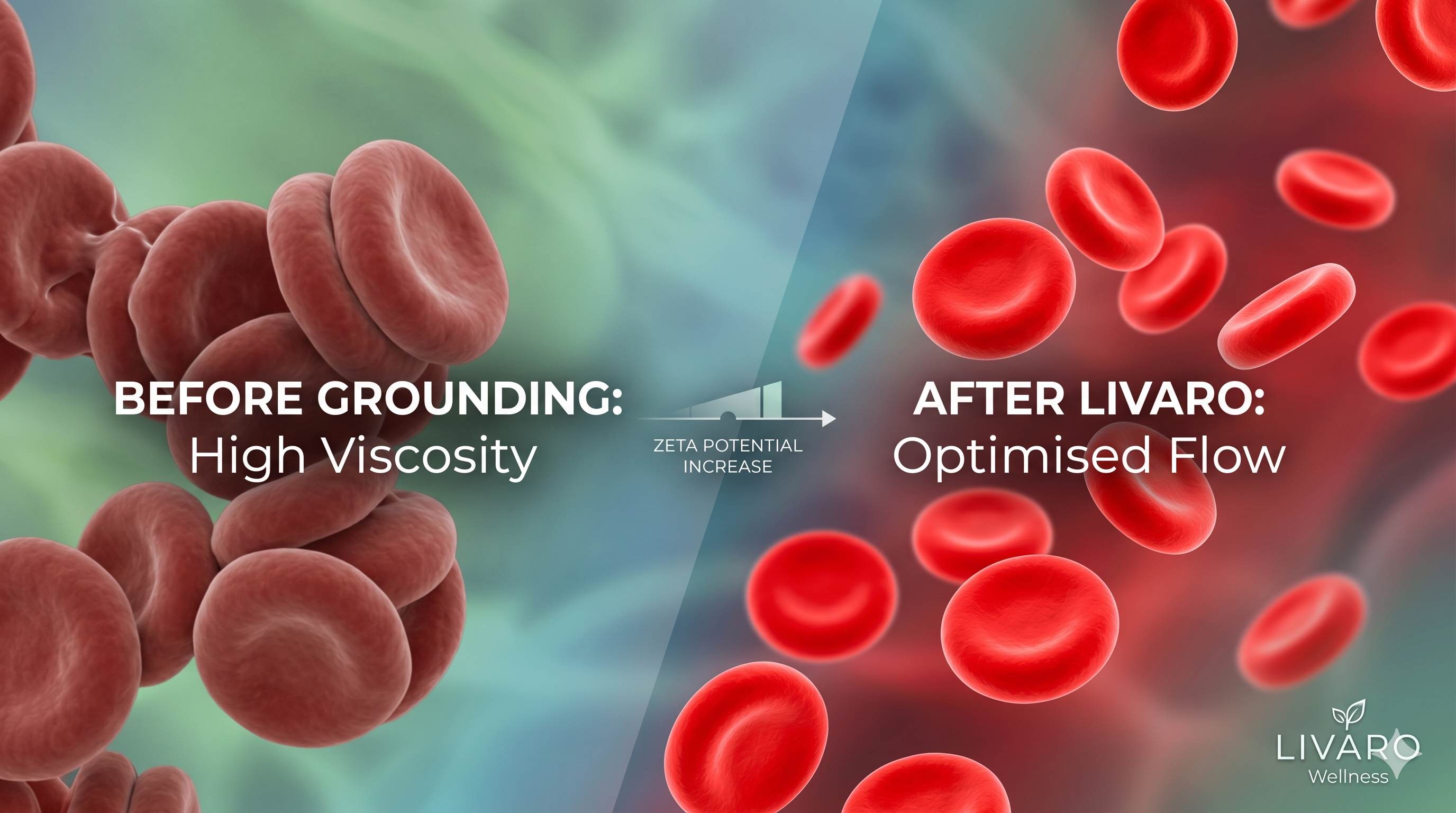 The Cellular Science of Longevity